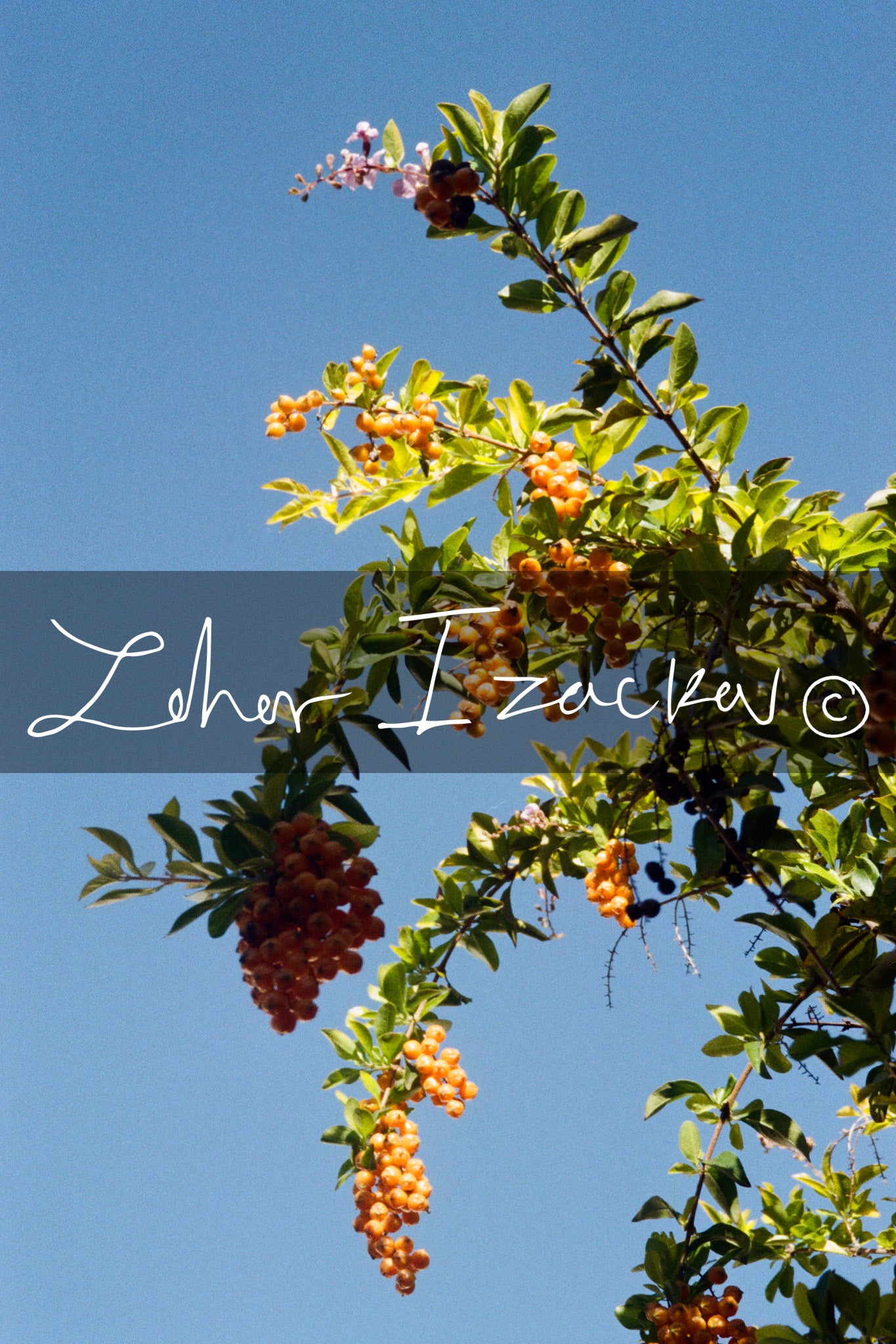 Golden Berries, Blue Sky