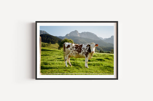 Framed picture of a cow in a field with mountains in the background