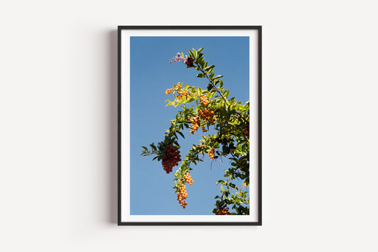 Framed artwork of a tree with fruits against a blue sky on a white wall.