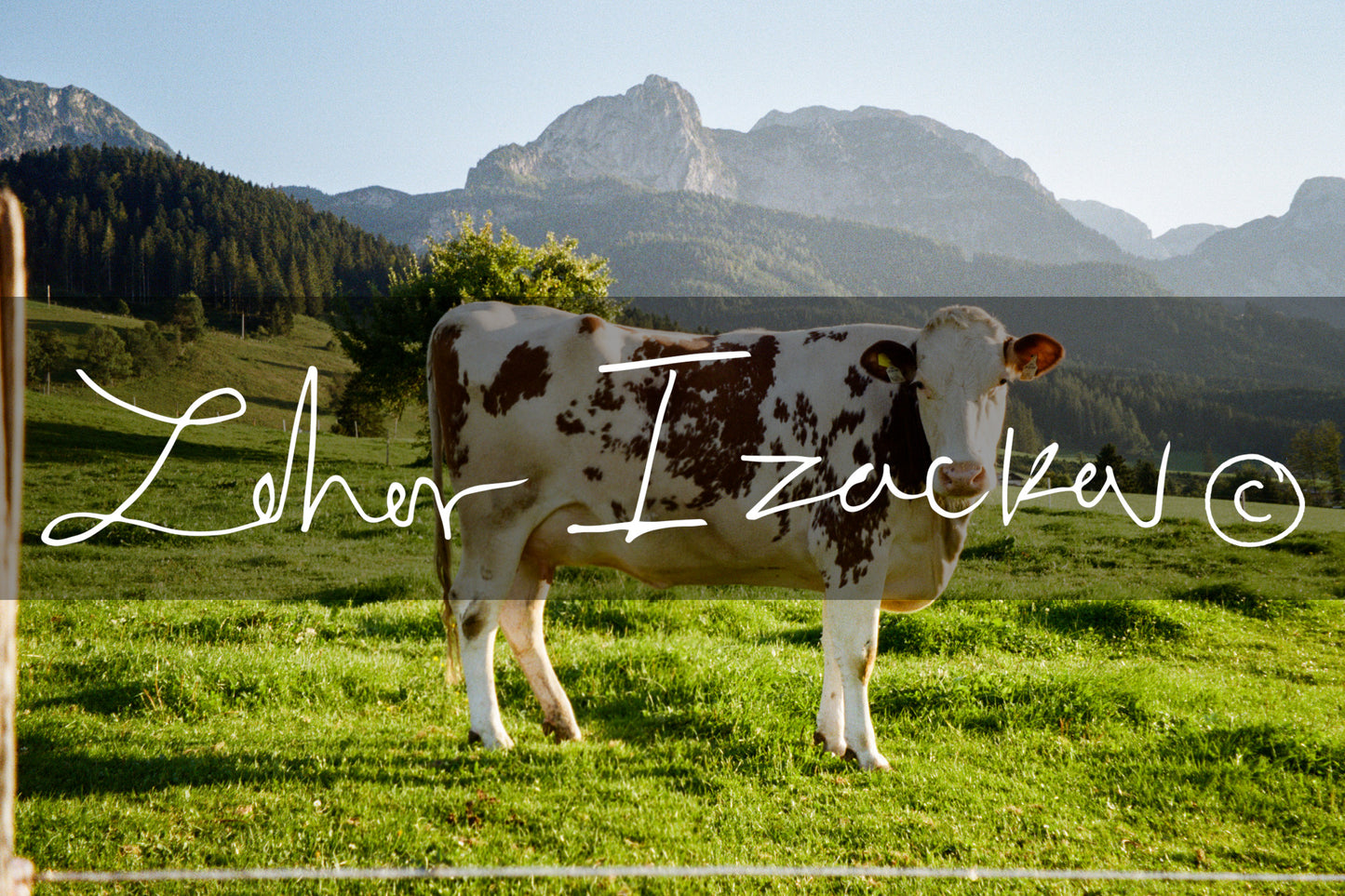 The Cow