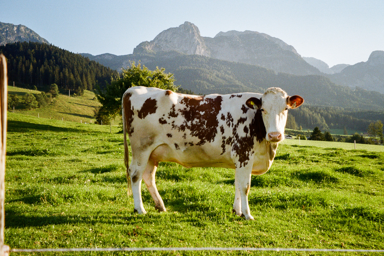 Austria The Cow